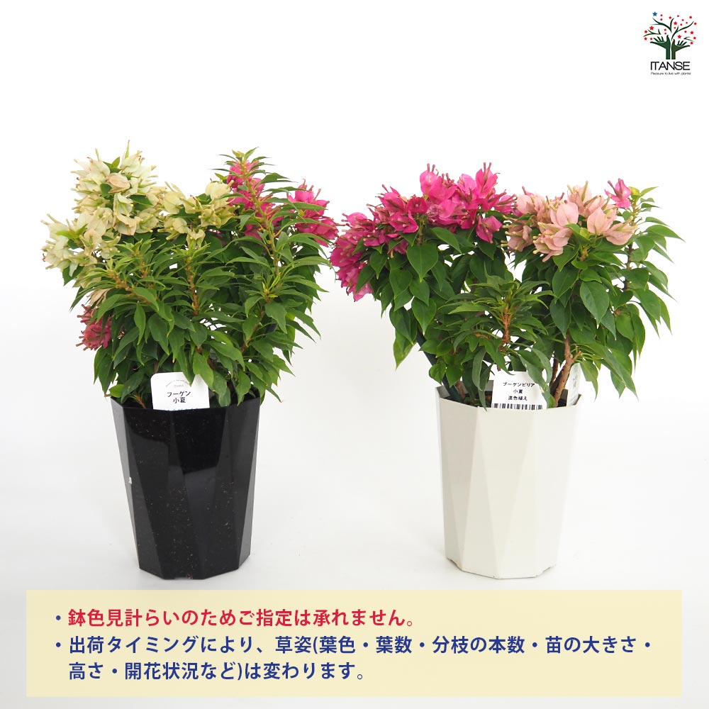 ブーゲンビリア大苗 ブーゲンビリア大苗