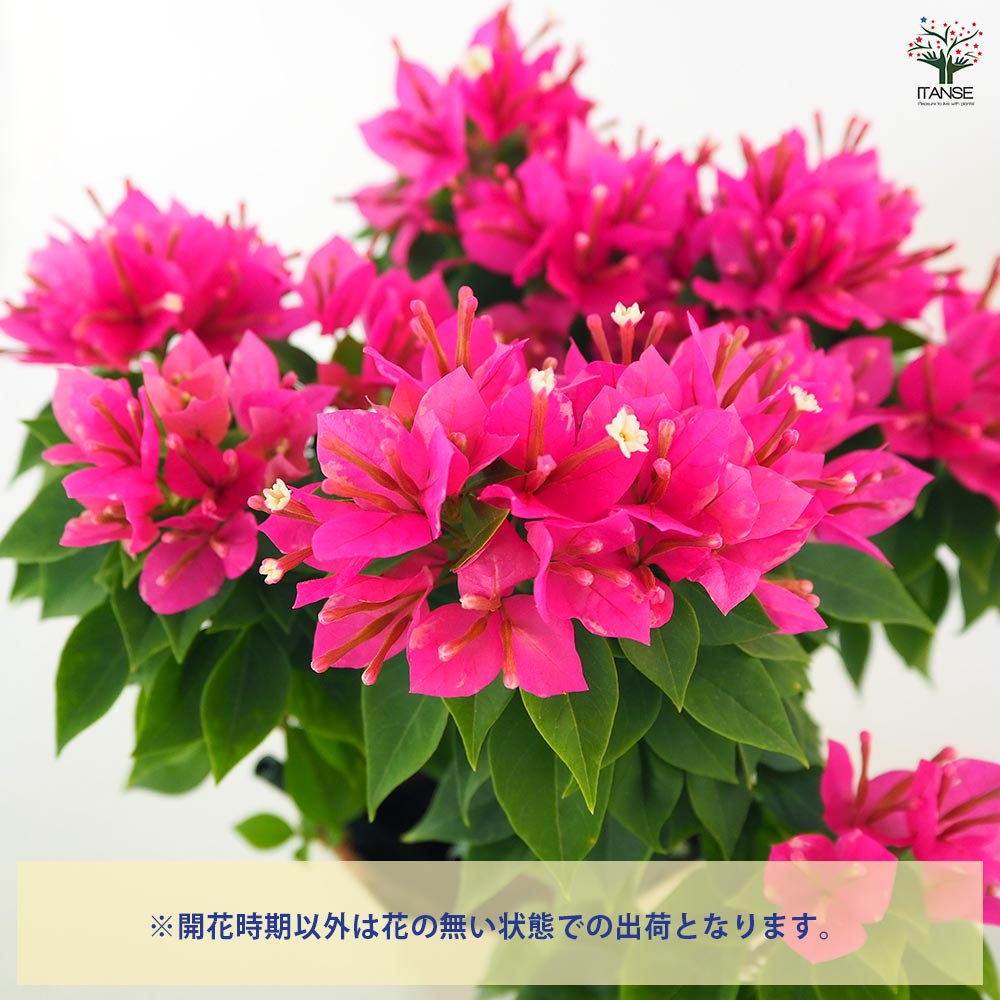ブーゲンビレア　ブーゲンビリア　苗　花木　観葉植物　M ブーゲンビレア ブーゲンビリア 苗 花木 観葉植物 M