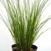 カレックス キウイ 【花苗 5号／1個売り】|花苗