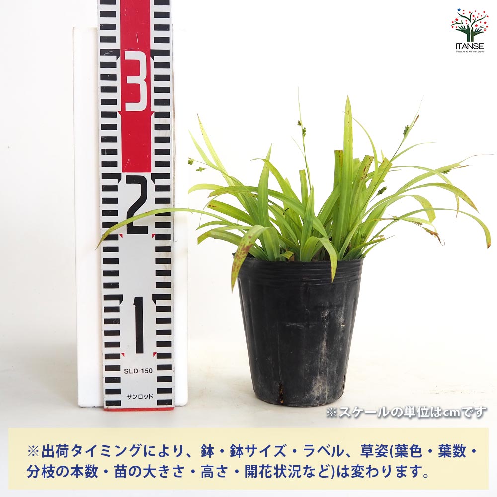 カレックス ラキシカルミアス バニーブルー 【花苗 4.5号／1個売り