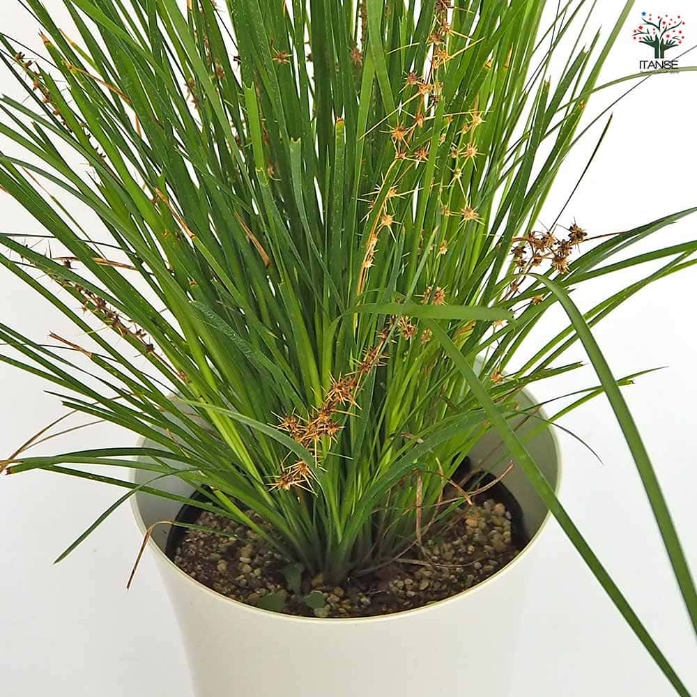 ロマンドラ リトルライム 【花木苗 7号／1個売り】｜ 【植物の