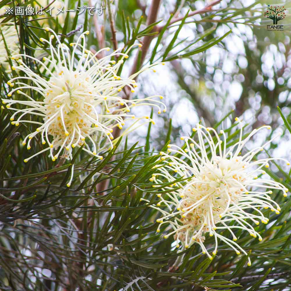 Grevillea グレビレア ムーンライト⑤ 美樹形 Grevillea グレビレア ムーンライト⑤ 美樹形 - メルカリ