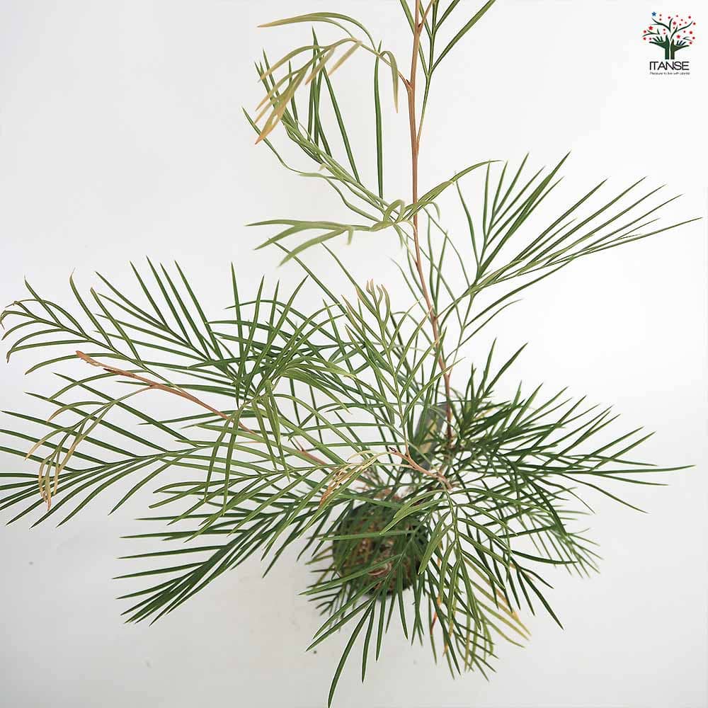 グレビレア ムーンライト 【花木苗 4号／1個売り】｜ 【植物の