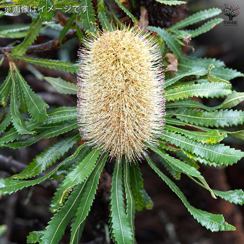 バンクシア バウエリ 4号 バンクシア・バウエリー 4号ロングスリット鉢