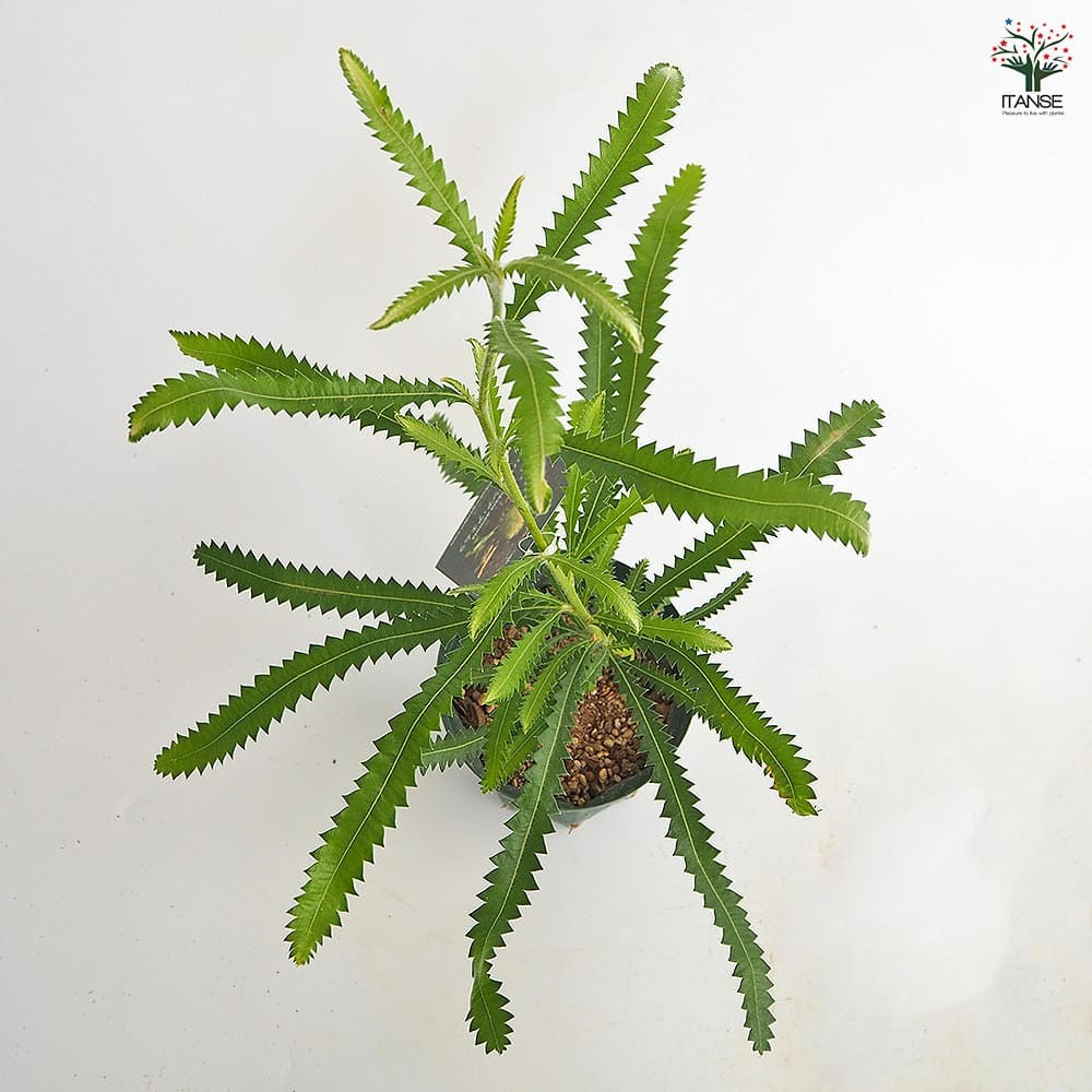 バンクシア アエムラ 【花木苗 4号／1個売り】｜ 【植物のITANSE