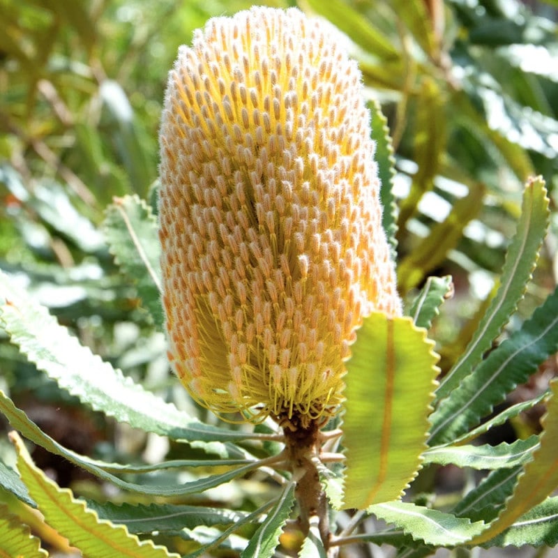 バンクシア｜【植物のITANSE】全品送料無料・即出荷!