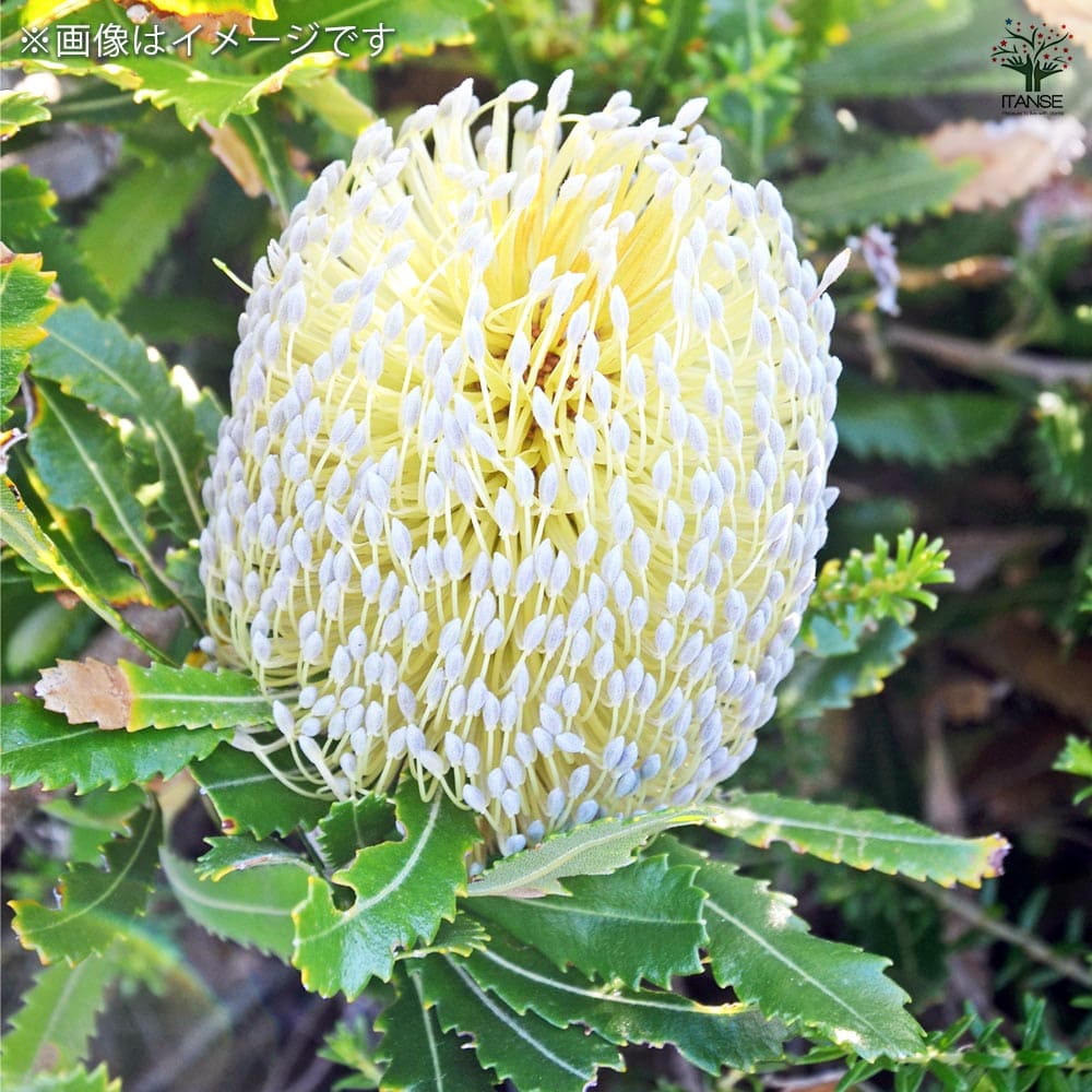 地植えバンクシア　4種類セット 地植えバンクシア 4種類セット
