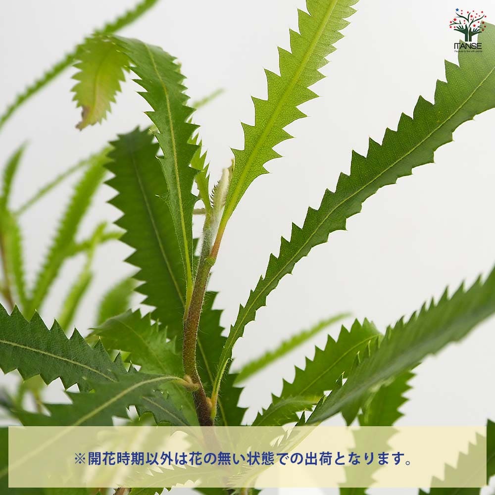バンクシア セラータ 【花木苗 4号／1個売り】｜ 【植物のITANSE