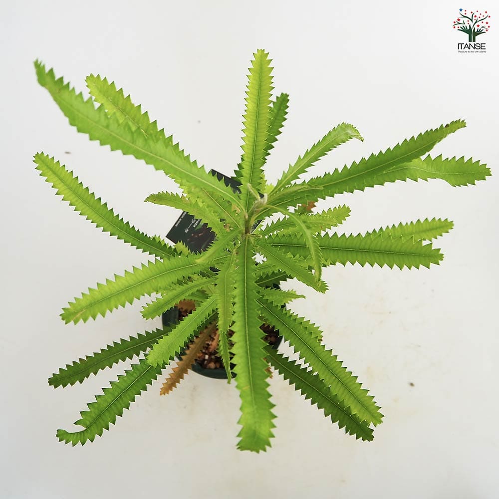 バンクシア セラータ 【花木苗 4号／1個売り】｜ 【植物のITANSE