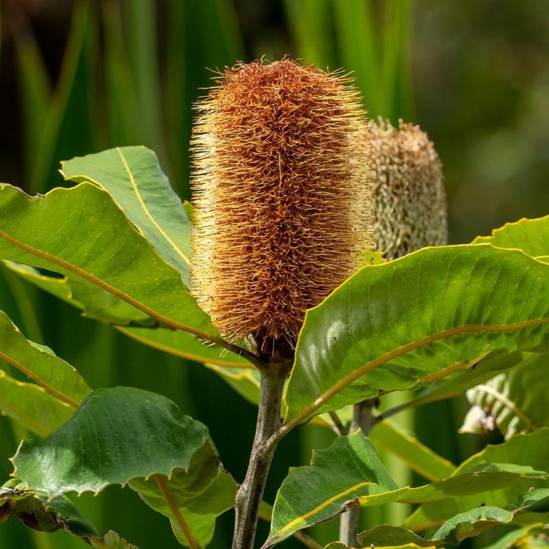 バンクシア|【植物のITANSE】全品送料無料・即出荷! バンクシア|【植物のITANSE】全品送料無料・即出荷!