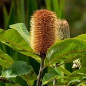 バンクシア ロブル 【花木苗 4号／1個売り】|植木・花木