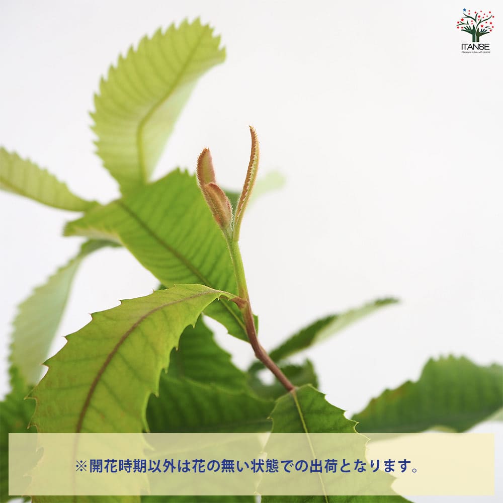 バンクシア ロブル 【花木苗 4号／1個売り】｜ 【植物のITANSE
