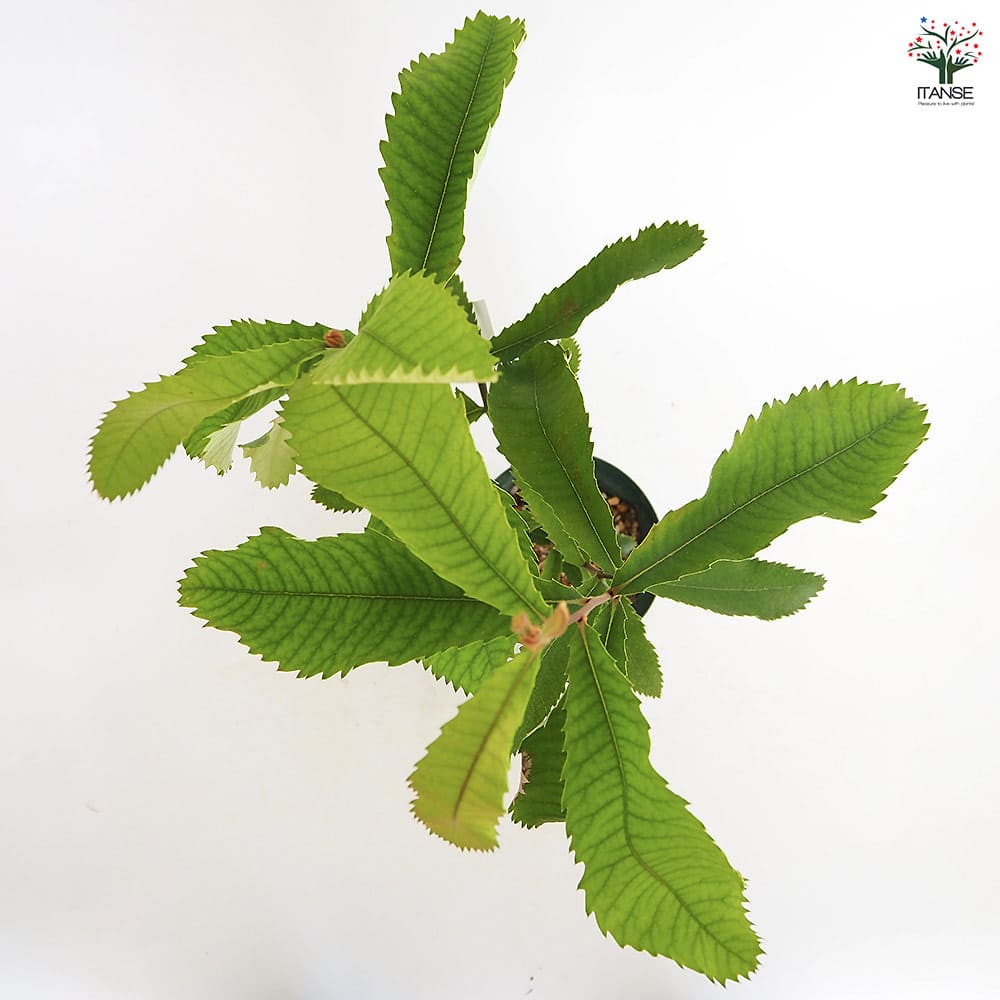 バンクシア バウエリ 4号 バンクシア バウエリ 4号