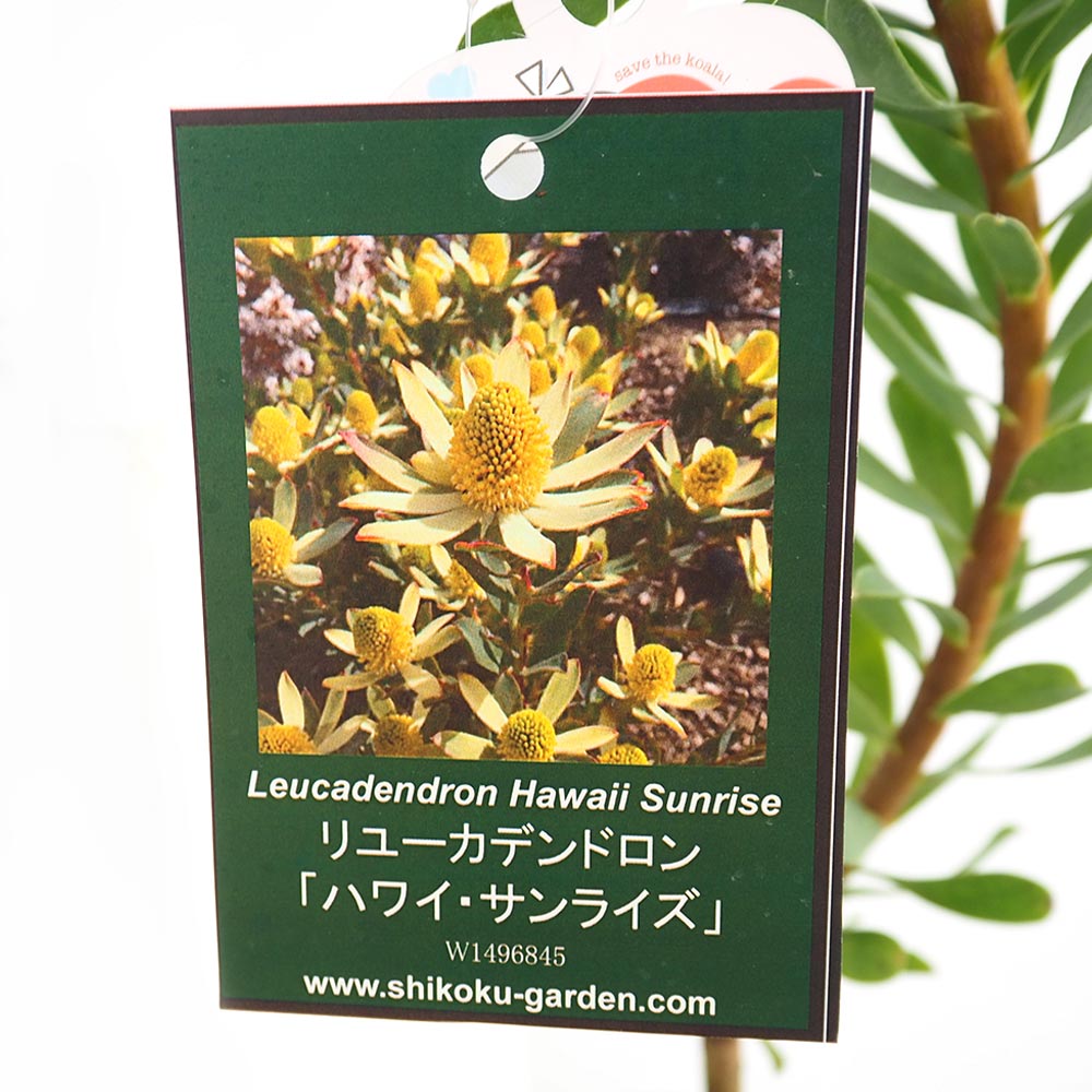 リューカデンドロン ハワイアンサンライズ 【花木苗 4号／1個売り】