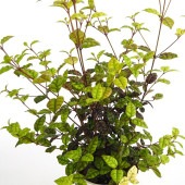 ロフォミルタス ブラータ 【花木苗 5号／1個売り】|植木・花木