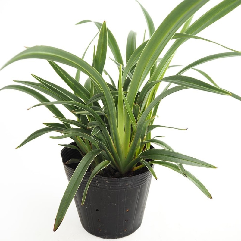 アガベ スナグルトゥース 【多肉植物 3号／1個売り】｜ 【植物の