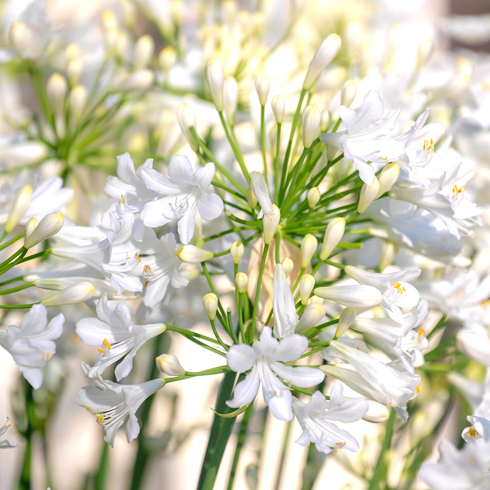 アガパンサス ホワイトヘブン 【花苗 4号／1個売り】｜ 【植物の