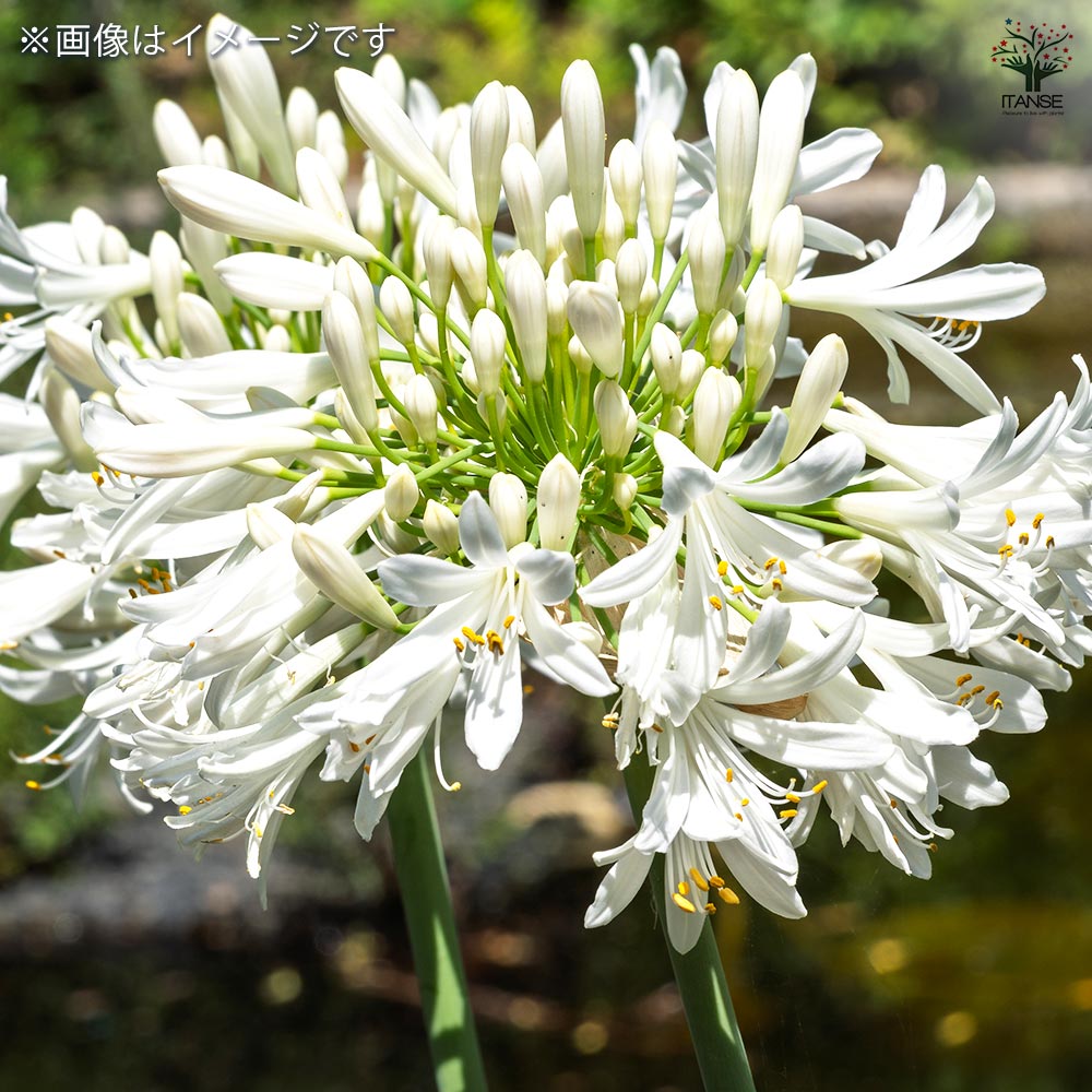 アガパンサス ホワイトヘブン 【花苗 4号／1個売り】｜ 【植物の