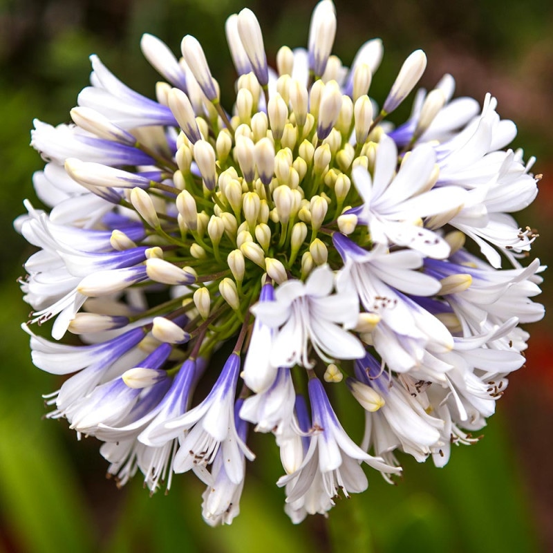 ③*:ஐラベンダーブルーと白の２色咲き*:ஐアガパンサス・苗【エニグマ】４号 ③*:ஐラベンダーブルーと白の2色咲き*:ஐアガパンサス・苗