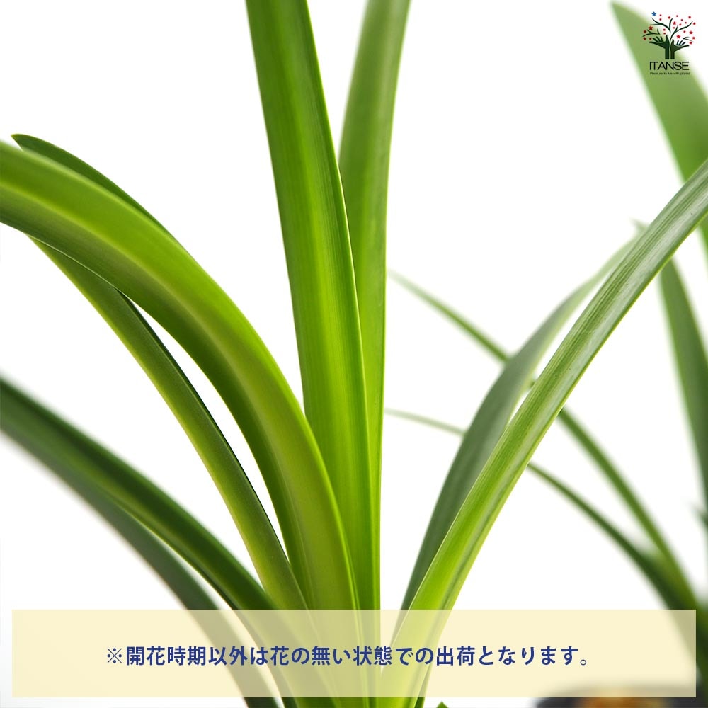 アガパンサス ファイアーワークス 【花苗 4号／1個売り】｜ 【植物の