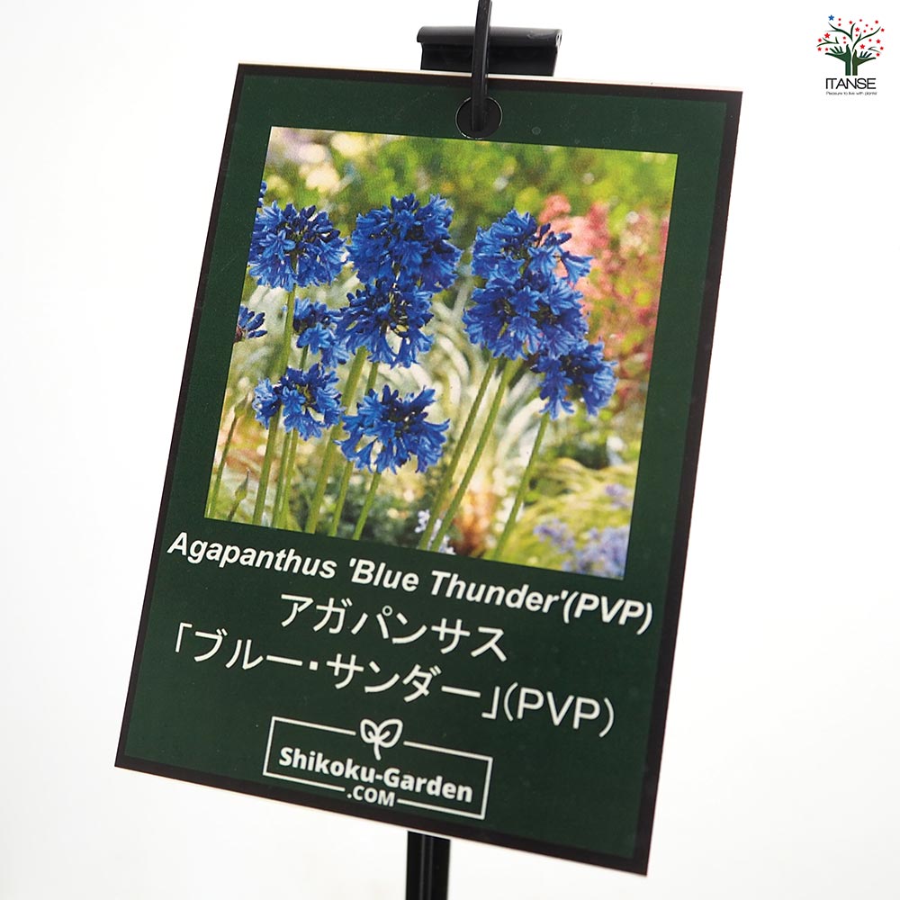 アガパンサス ブルーサンダー 【花苗 4号／1個売り】｜ 【植物の