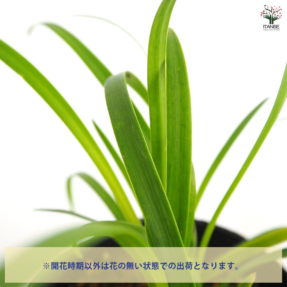 アガパンサス ブルーサンダー 【花苗 4号／1個売り】｜ 【植物の