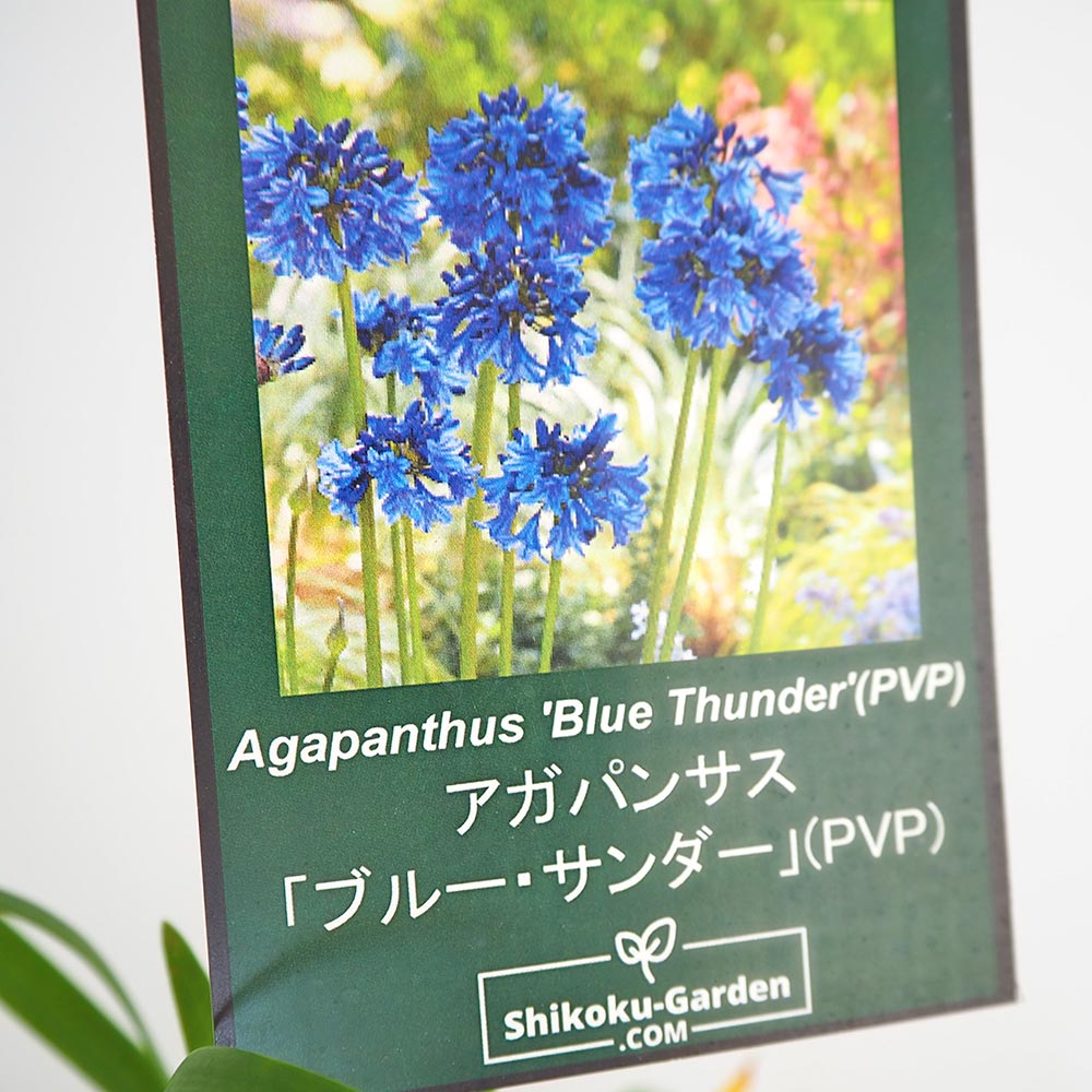 アガパンサス ブリッツプレステージ ダブルダイヤモンド ブルー