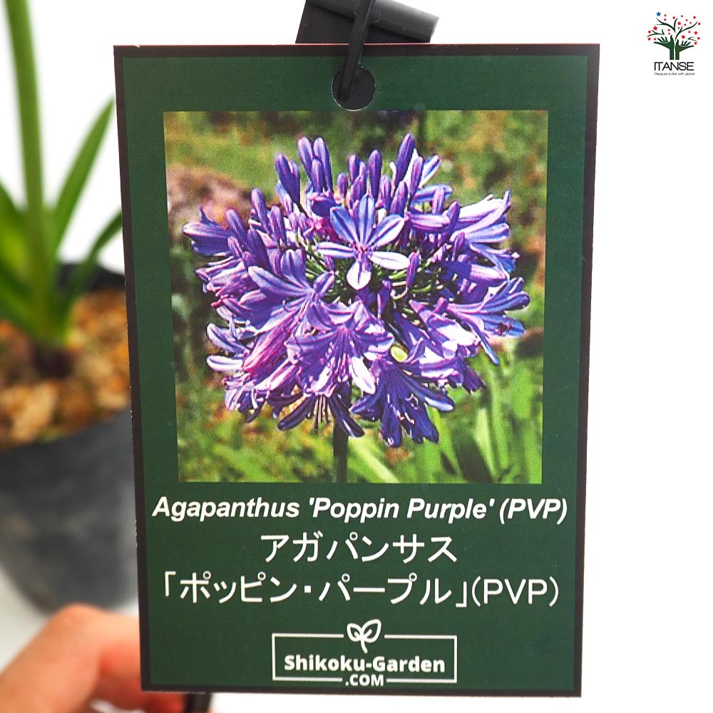 パープルボンボン カット苗 多肉植物 宅急便発送 59 写真のセットを