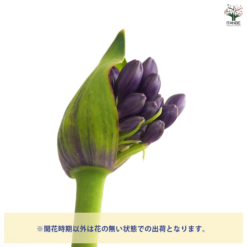 アガパンサス　ポッピンパープル 花芽付きです。^⁠_⁠^　アロハベアです。 アガパンサス ポッピンパープル 花芽付きです。^⁠_⁠^ アロハベア