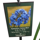 アガパンサス ギャラクシーブルー 【花苗 4号／1個売り】|花苗