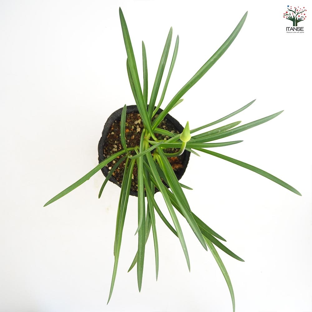 アガパンサス ギャラクシーブルー 【花苗 4号／1個売り】｜ 【植物の