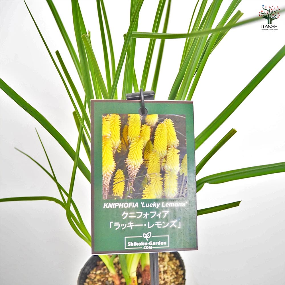 クニフォフィア(トリトマ) ラッキーレモンズ 【花苗 4号／1個売り