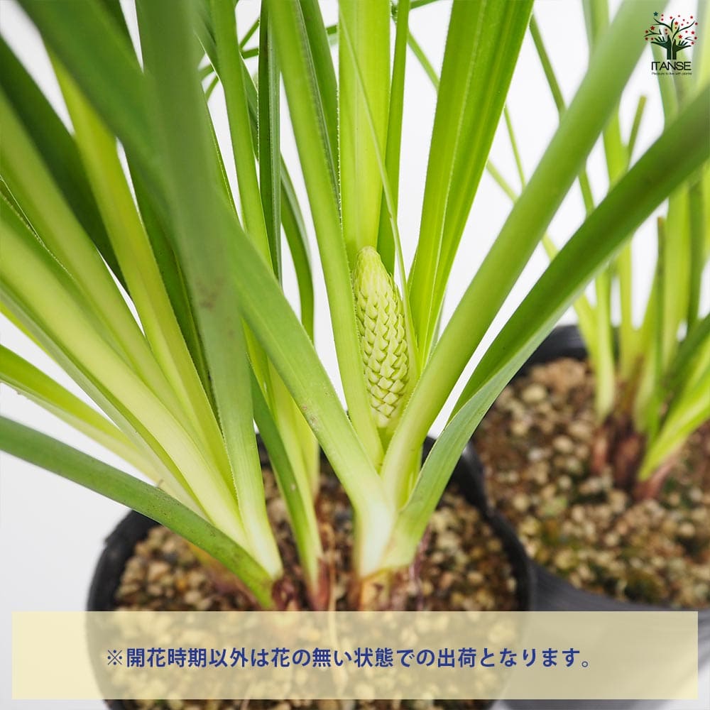 クニフォフィア(トリトマ) ラッキーレモンズ 【花苗 4号／1個売り