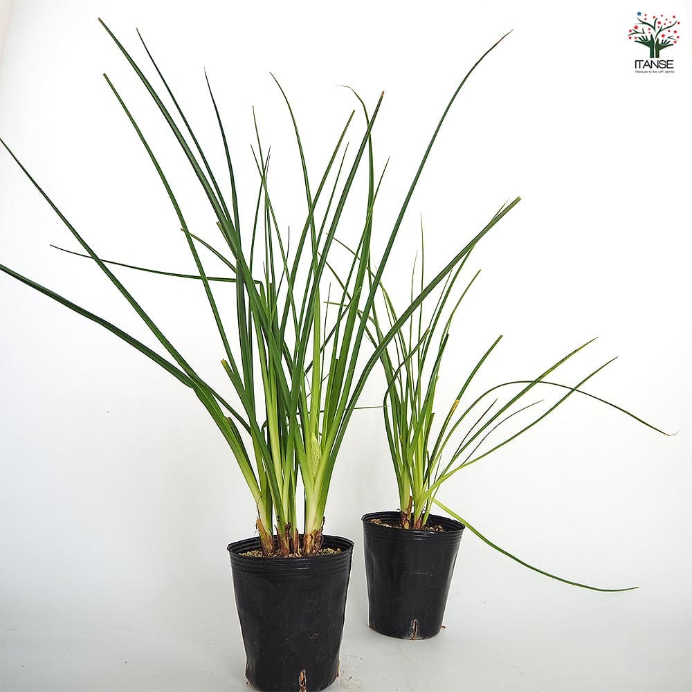 クニフォフィア(トリトマ) ラッキーレモンズ 【花苗 4号／1個売り