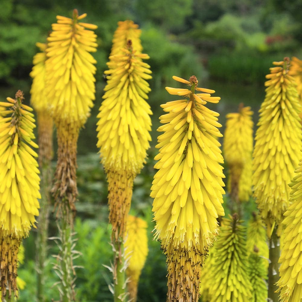 クニフォフィア(トリトマ) ラッキーレモンズ 【花苗 4号／1個売り