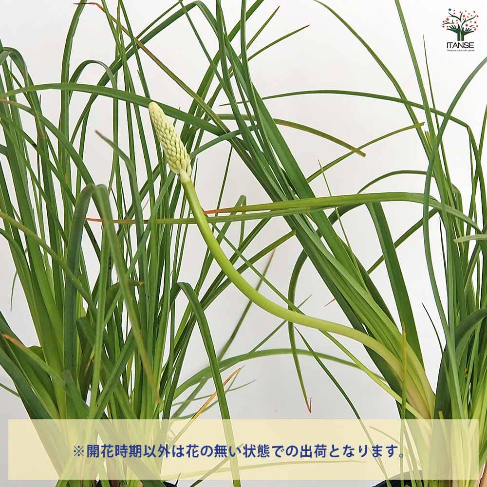 クニフォフィア(トリトマ) ゴールドラッシュ 【花苗 4号／1個売り