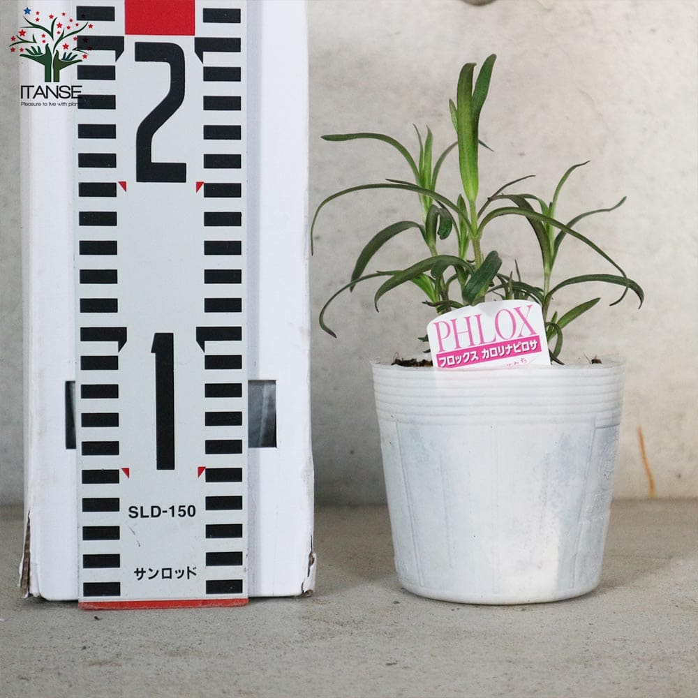 フロックス カロリナピロサ 【花苗 3.5号】｜ 【植物のITANSE