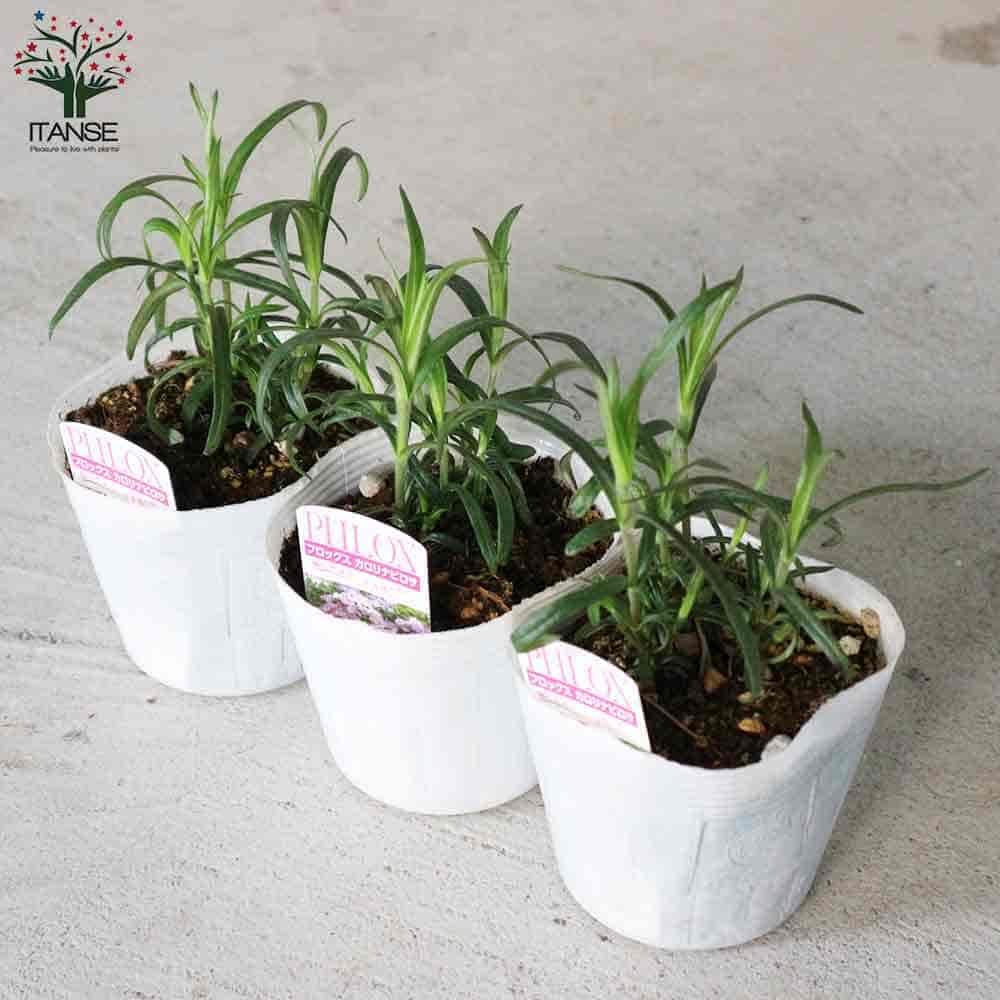 フロックス カロリナピロサ 【花苗 3.5号】｜ 【植物のITANSE