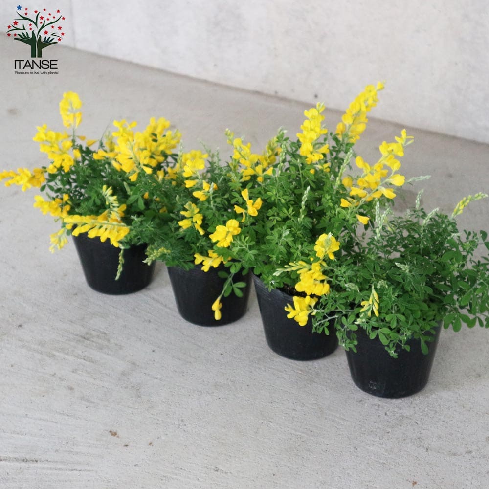 姫エニシダ 【花木苗 3.5号】｜ 【植物のITANSE】全品送料無料