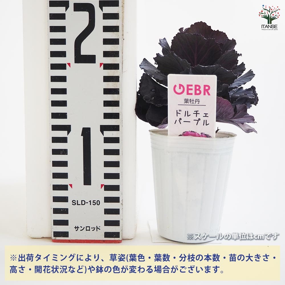 葉ボタン ドルチェパープル 【花苗 2.5号】｜ 【植物のITANSE