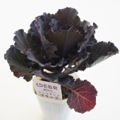 葉ボタン ブリリアントブラック 【花苗 2.5号】|花苗