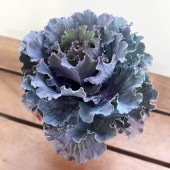 葉ボタン パニエ 【花苗 2.5号】|花苗