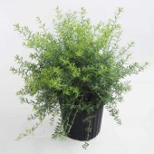 ウエストリンギア モーニングライト 【花木苗 7号／1個売り】|花苗