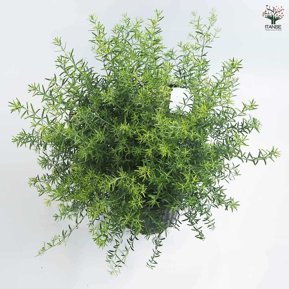 ウエストリンギア　モーニングライト　/ 540 楽天市場】ウエストリンギア 'モーニング ライト' : おぎはら植物園