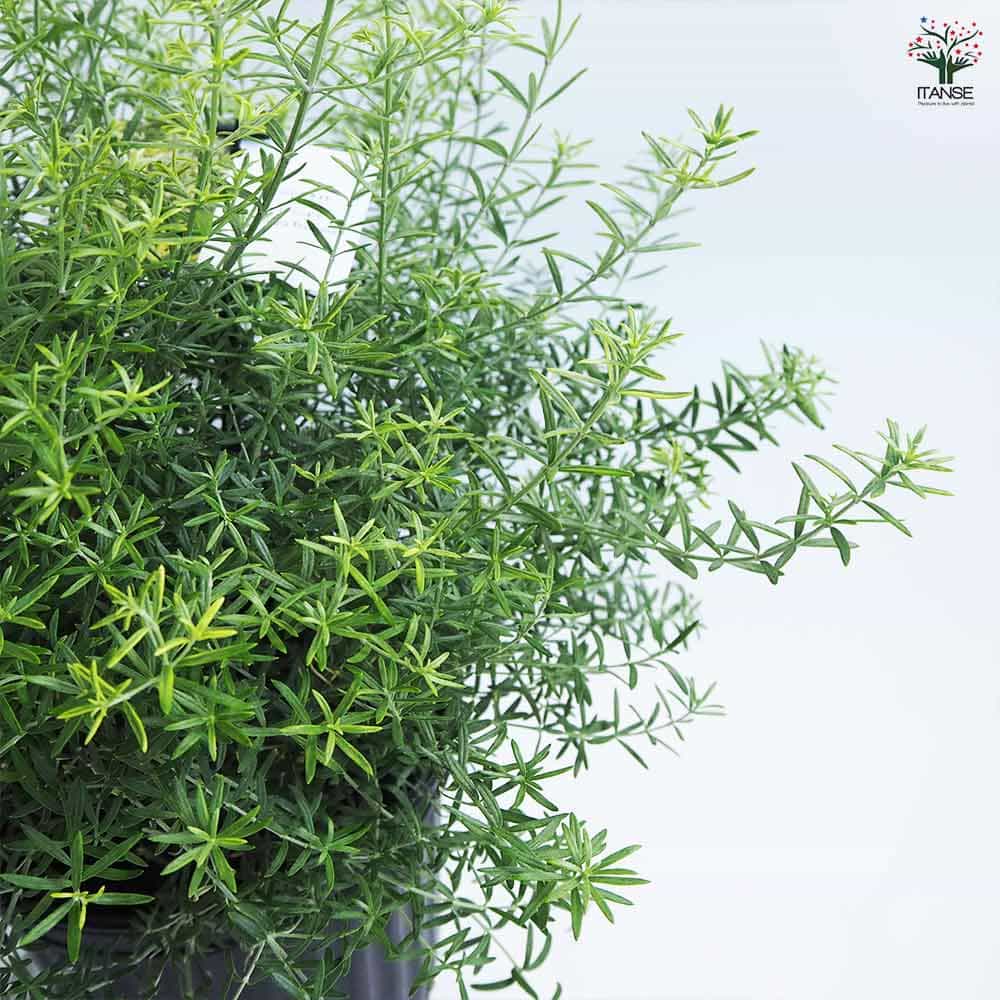 ウエストリンギア モーニングライト 【花木苗 7号／1個売り