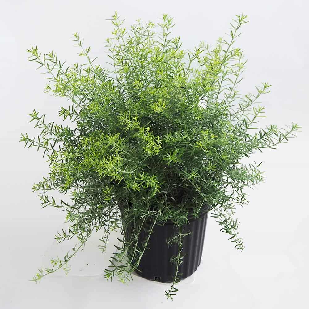 ウエストリンギア モーニングライト 【花木苗 7号／1個売り】｜ 【植物