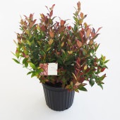 西洋岩南天 スカーレッタ 【花木苗 7号／1個売り】|花苗