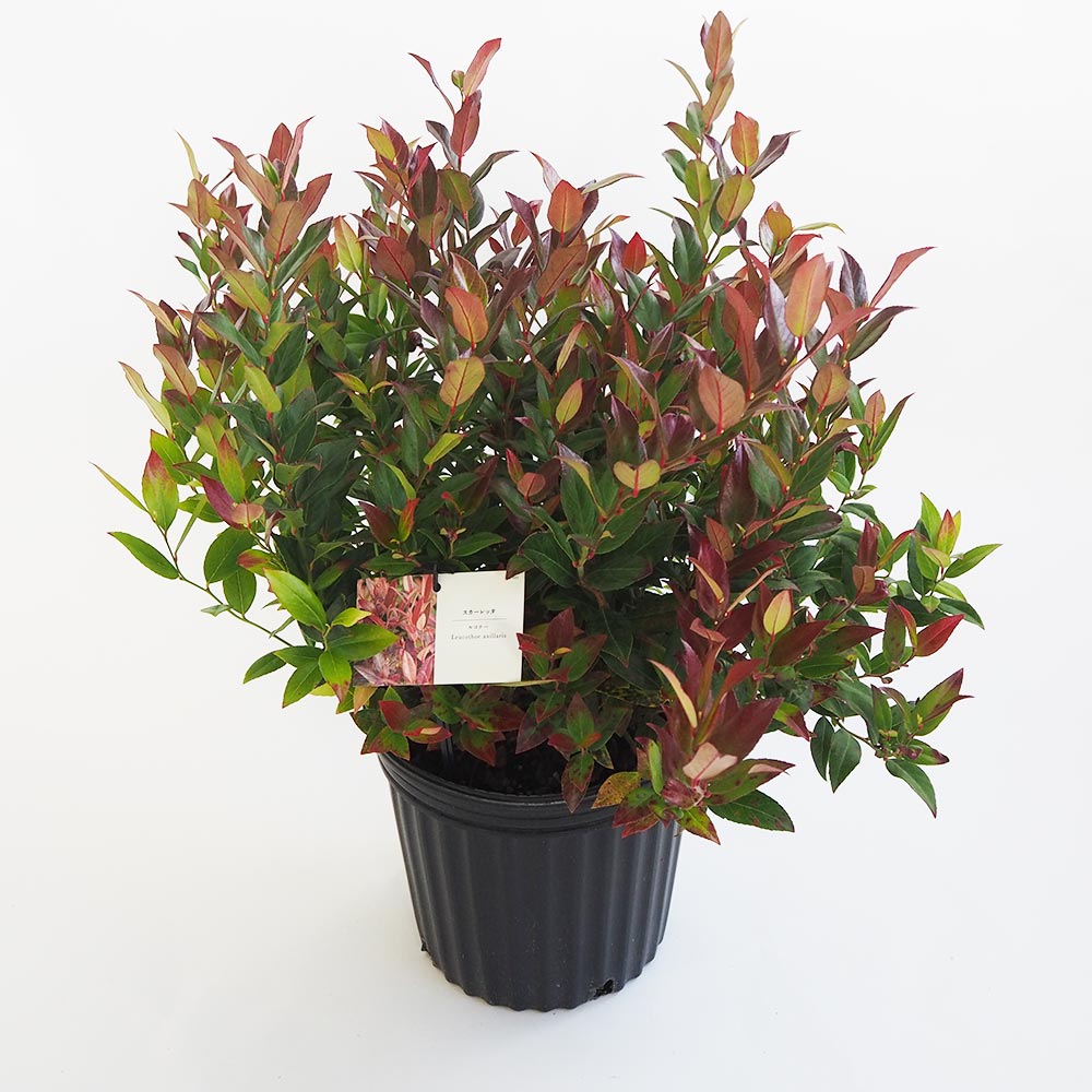 西洋岩南天 スカーレッタ 【花木苗 7号／1個売り】