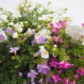 バコパ スコピア 花色mix 【花木苗 4号】|花苗
