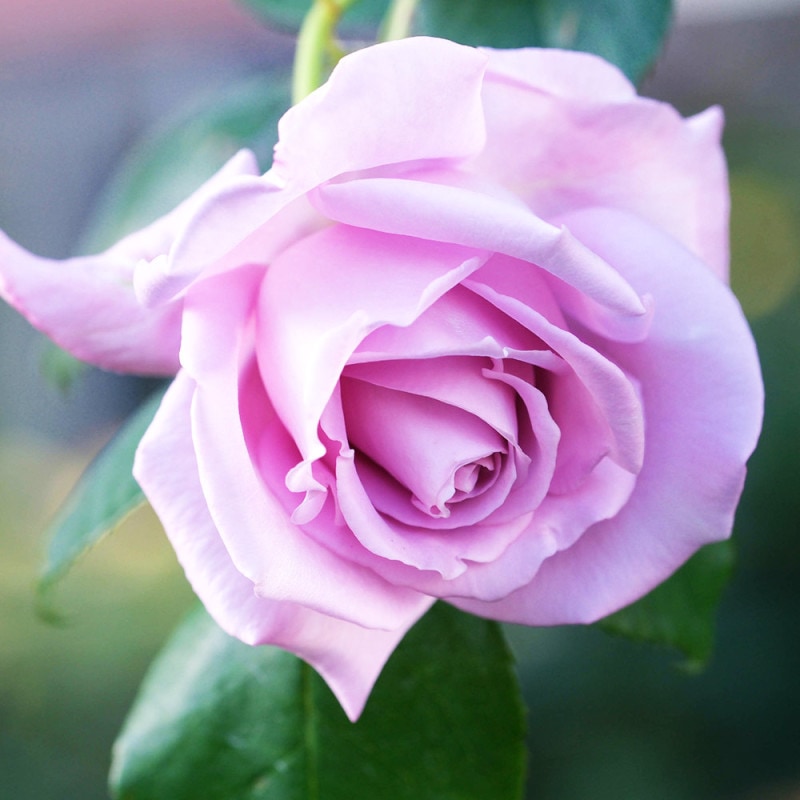 薔薇の苗 ブルームーン (大輪四季咲きハイブリッドティーローズ)【花苗
